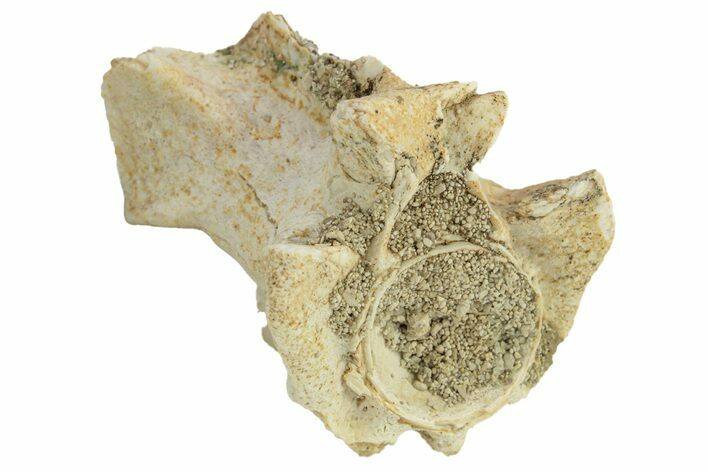 Fossil Sea Snake (Palaeophis) Vertebra - Morocco #277582